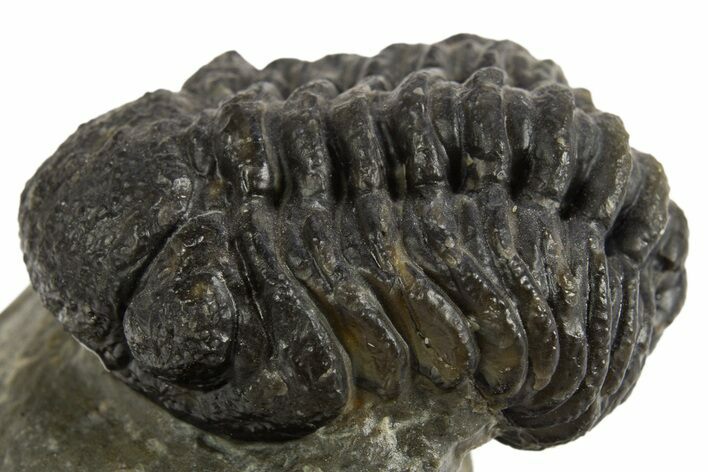 Bargain, Morocops Trilobite Fossil -, Morocco #325992